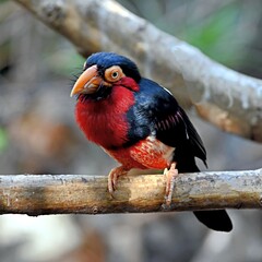  Lybius dubius  on a tree branch close-up
