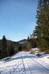 Fototapeta premium Landscape in the black forest, schwarzwald, in Freiburg, Germany, pine tree, pine forest