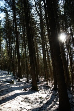 Landscape in the black forest, schwarzwald, in Freiburg, Germany, pine tree, pine forest