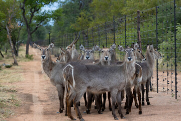 a herd of waterbucks gathering at the fence