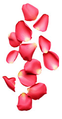 Falling Rose petal, isolated on white background, clipping path, full depth of field