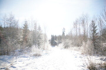 Landscape in the black forest, schwarzwald, in Freiburg, Germany, pine tree, pine forest