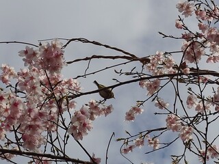 cute cherry blossom in spring