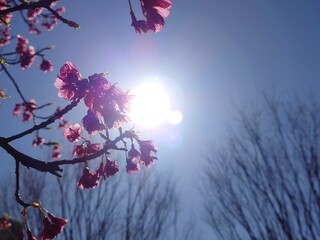 cute pink flowers in the blue sky