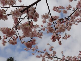 cute cherry blossom in spring