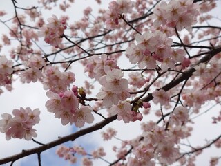 Obraz premium cute cherry blossom in spring