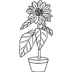 sunflower flower in a jar svg png