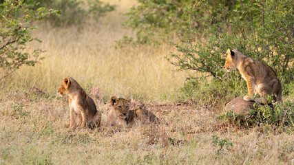 lion cubs in the wild