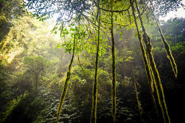Jungle scene on Bali Indonesia