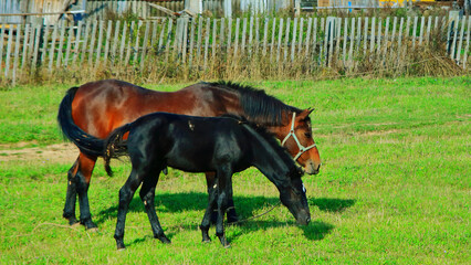 A beautiful horse with a foal in the field. A herd of horses, mares grazing in a green meadow. Beautiful mane. They eat grass. Close-up.Postcard. The concept of animal breeding.	