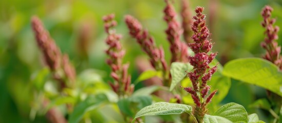 Obraz premium A close-up view of vibrant red flowers growing in a field, showcasing the intricate details of the petals and stems. The flowers are likely Amaranthus albu, a weed that thrives in natural conditions.
