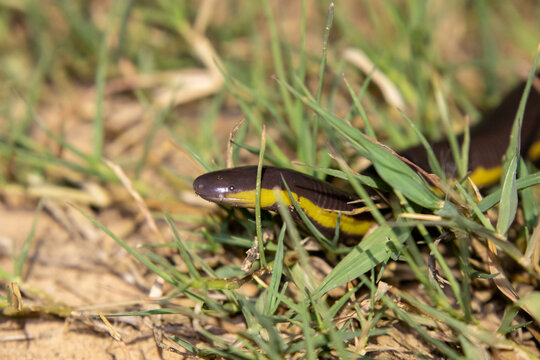 Koh Tao Caecilian (Ichthyophis kohtaoensis) in grass in natural habitat
