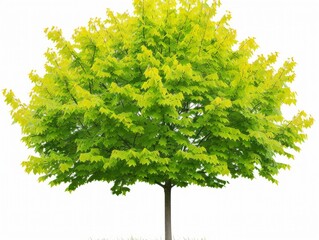 Tree With Green Leaves on White Background