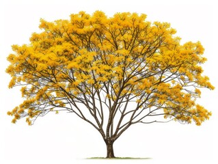 Tree With Yellow Flowers in Bloom