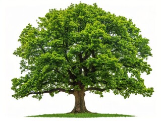 Fototapeta na wymiar Large Green Tree With Abundant Leaves