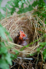 little birds are stay in bird's nest