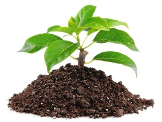 Green Plant Emerging From Pile of Dirt