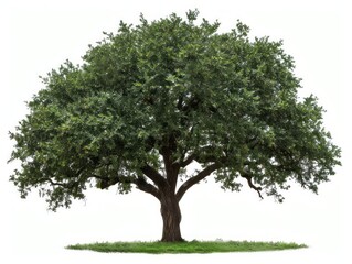 Fototapeta na wymiar Large Green Tree With Abundant Leaves