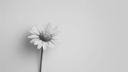 Rolgordijnen dandelion © ahtesham