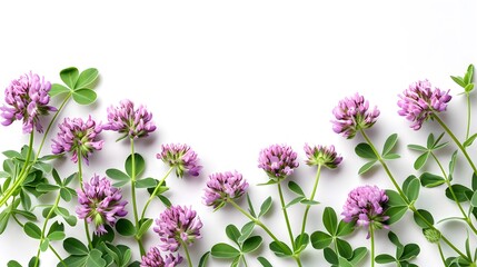 Obraz na płótnie Canvas Clover or trefoil flower bouquet medicinal herbs isolated on white background, a copy space