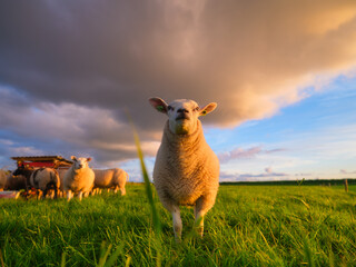 Sheep in a meadow during a bright sunset. Agriculture. Animals on the farm. Food production. Wallpaper and background. - 749250007
