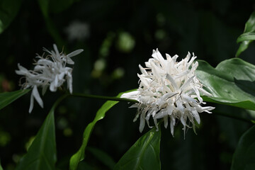 A cluster of white fragrant coffee flowers is blooming in sunlight