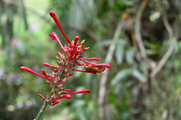 A Fire Spike flower cluster with a triangular orange colored moth sitting on a flower bud