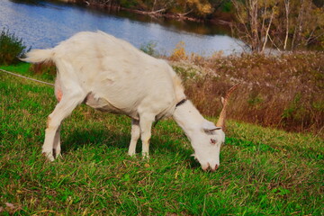 Goats.- A herd of goats, bearded goats grazing in a green meadow. they are grazing the grass. young goats with horns, a collective farm herd. Close-up. wildlife. The concept of animal husbandry on the