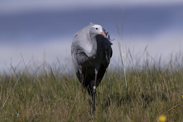 The blue crane (Grus paradisea)