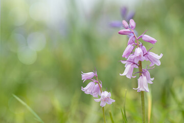 Pink blooming Spanish bluebells (Genus Hyacinthoides). Space for your text. Use e.g., for greeting...