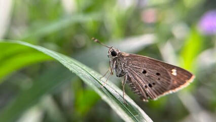 side view close up of Indian palm bob butterfly (suastus gremius) on a green leaf