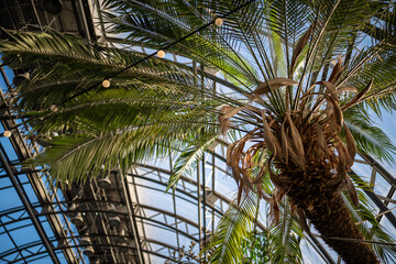 Interior of sunny glasshouse, orangery for cultivation of evergreen tropical and subtropical...