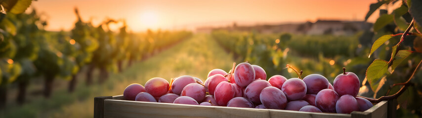 Plums harvested in a wooden box in an orchard with sunset. Natural organic fruit abundance. Agriculture, healthy and natural food concept. Horizontal composition, banner. - obrazy, fototapety, plakaty