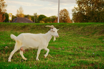 Goats.- A herd of goats, bearded goats grazing in a green meadow. they are grazing the grass. young goats with horns, a collective farm herd. Close-up. wildlife. The concept of animal husbandry on the