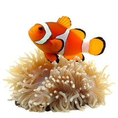 Clownfish nestled among sea anemones - isolated on a white background
