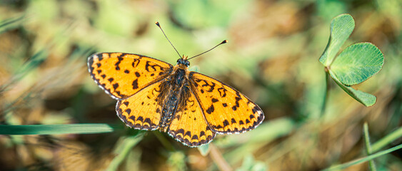 Orange-spotted butterfly in spring meadow Melithea trifle Cyriaca