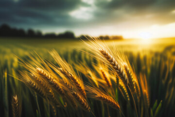 Close up wheat, harvest, virgo, ear of wheat plants in the field nice landscape background, generative ai - obrazy, fototapety, plakaty