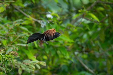 Lesser coucal Centropus bengalensis in flight heading to bushes, natural bokeh background