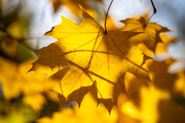 Yellow autumn leaves on trees in sunny weather.