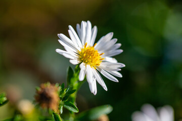 Chamomile aster flower in nature.