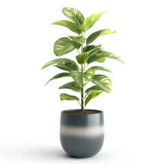 3d renderd decorative houseplant on transparency background PNG
