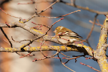 Fringilla coelebs, pinzón vulgar con reflejos amarillos por la luz del sol entre ramas de arbol en...