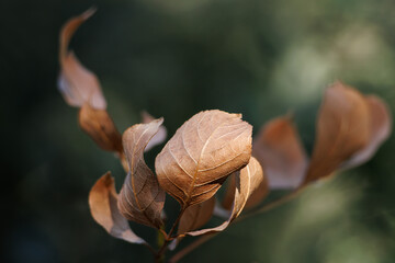 Hojas de fresno de flor, fraxinus ornus, invierno en el parque natural Fuente Roja de Alcoy, España