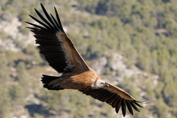 Buitre gyps fulvus volando sobre el barranco del Cint en Alcoy, España