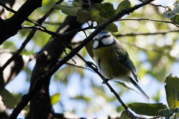 Herrerillo común, Cyanistes caeruleus, entre ramas de arboles a contraluz, Alcoy, España
