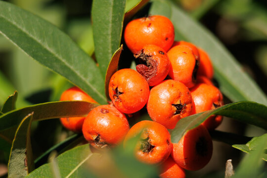 Frutos de arbusto Pyracantha coccinea anaranjados por la del sol en la ma&ntilde;ana del parque natural Fuente Roja en Alcoy, Espa&ntilde;a