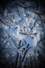 Frozen tree branches in the winter forest. Beautiful winter landscape.
