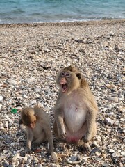Don't get too close! Mother Monkey shows her teeth as a sign of warning to people who comes a bit too close to her offspring