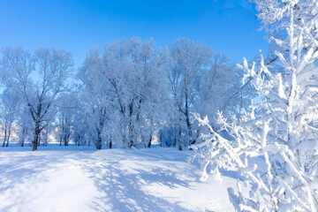 Beautiful winter landscape with trees in hoarfrost on a sunny day