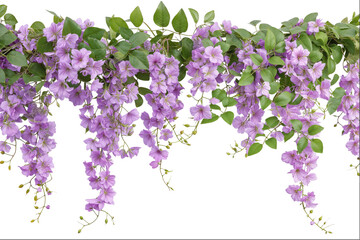 Purple Clematis Floral Garland on White Background
